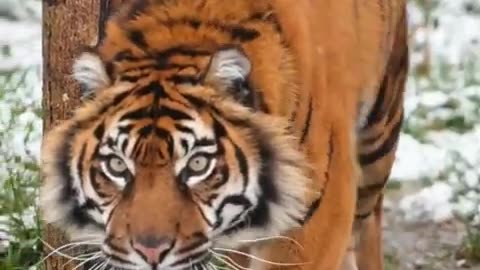 Beautiful tiger video