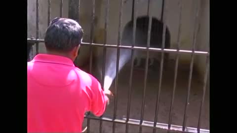 Animals beat the heat in India