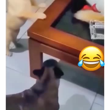 Most funny animals video😂😍try not to laugh🤣#funny🐱#6