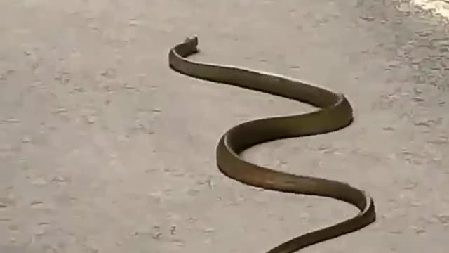 Snake attacked