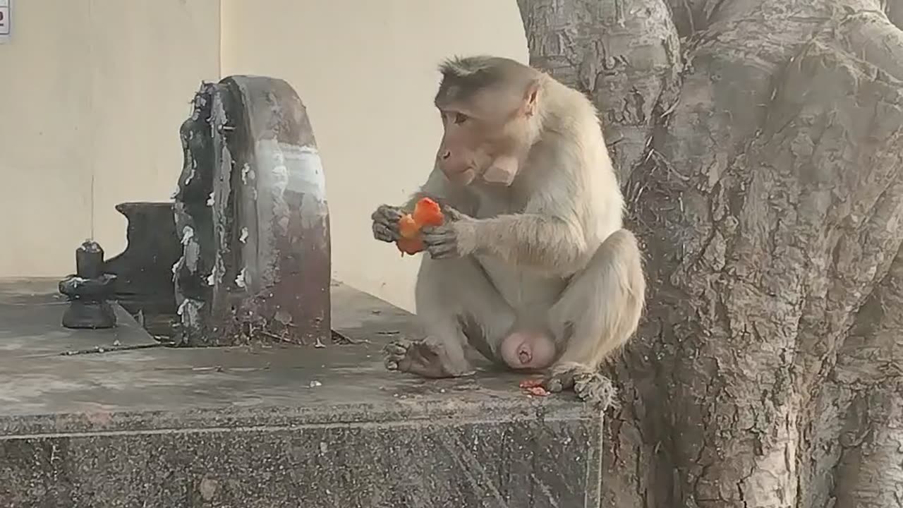 A monkey eating tomato 🍅