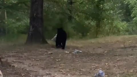 Black Bear Raids The Trash