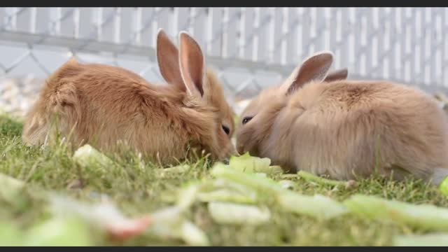 cute rabbit couple eat