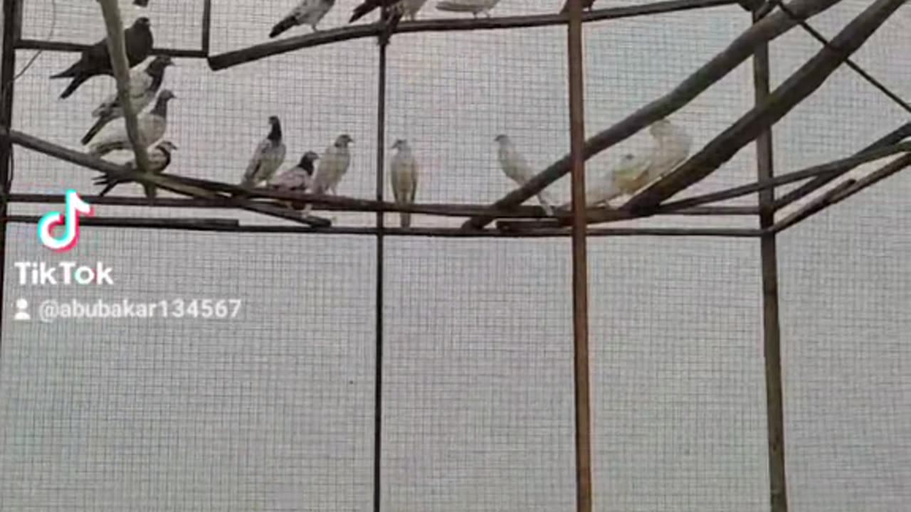 Pigeons