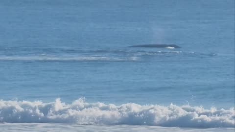 Whales Close To Snapper Rocks Shore