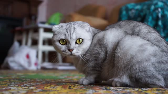 A Cat On The Floor Looking Curiously At The Camera