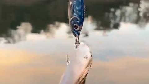 This is a beautiful and charming water-dwelling species