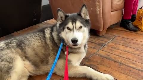 Husky Talks To People At a Restaurant!