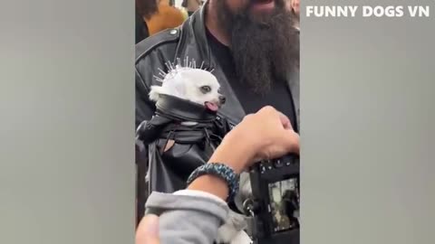 funny animal videos