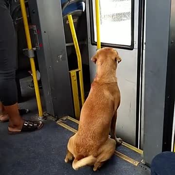 the dog of bus