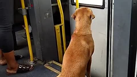 the dog of bus