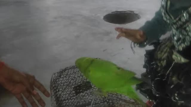 Cute baby playing with parrot