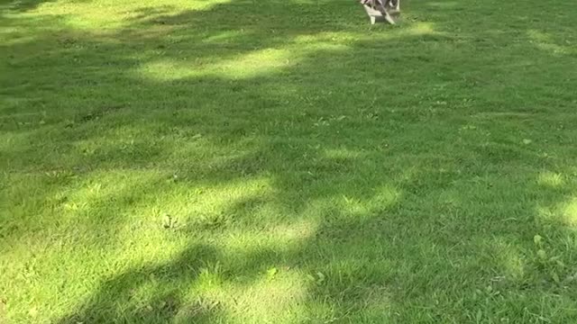 Husky Wipes Out But Keeps Going