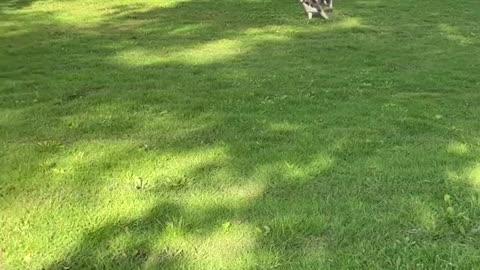 Husky Wipes Out But Keeps Going