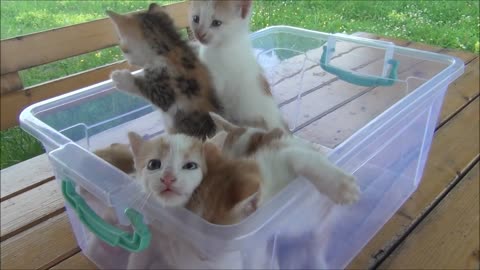 Kittens meowing - All talking at the same time!