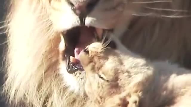 Zero distance wild animals love nature protect wild lions