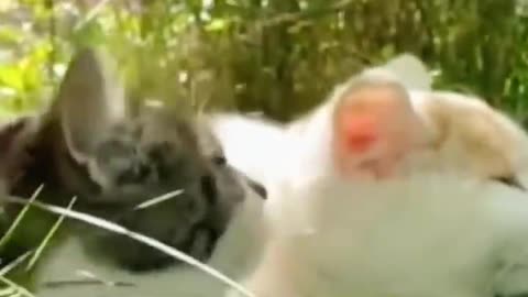 funny animal video