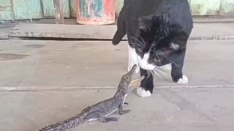Cat vc crocodile