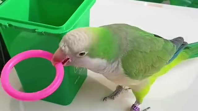 ×Cute Baby Parrot Funny video