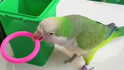 ×Cute Baby Parrot Funny video