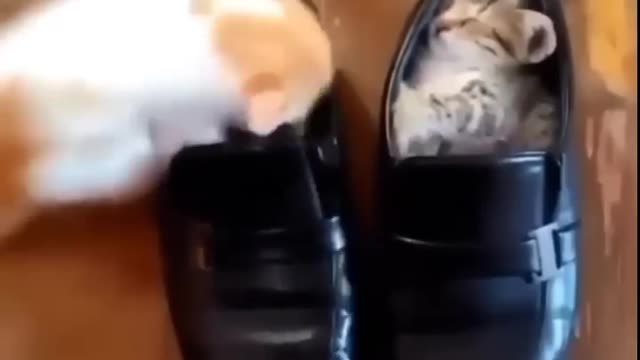 Funny Cats😹#_ Cute and Funny Cat _ Soo Animals _ #viral #tranding #popular #funny #shorts#short.