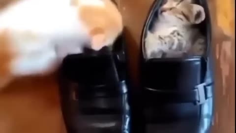 Funny Cats😹#_ Cute and Funny Cat _ Soo Animals _ #viral #tranding #popular #funny #shorts#short.