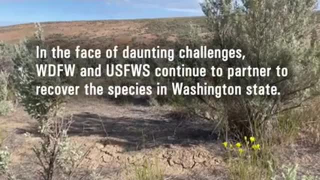 Tiny Rabbits in Big Trouble_ Recovering the Columbia Basin Pygmy Rabbit_3