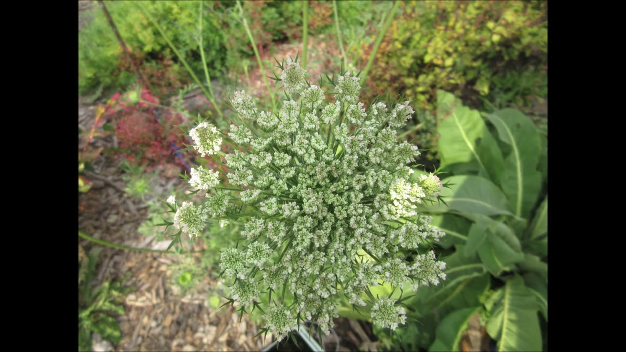 Bird’s Nest Queen Anne's Lace Sept 2021