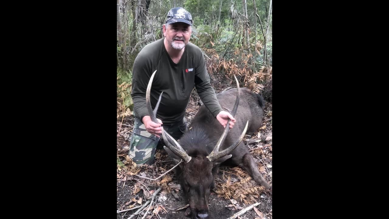 Sambar Deer Behaviour. Vocalisation