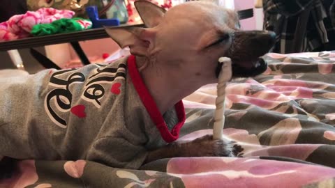 My hairless Chinese Crested Lucy's first ASMR chewing video LOL