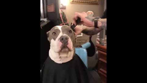 Top 5 Dog 