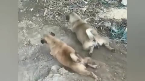 Funny animal videos - Funny cats/dogs 😂😂🤣