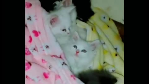 Cute and Funny Cats Kittens