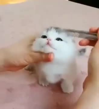 Time for some grooming Kitty🐈🐾