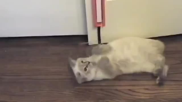 Funny cat toy