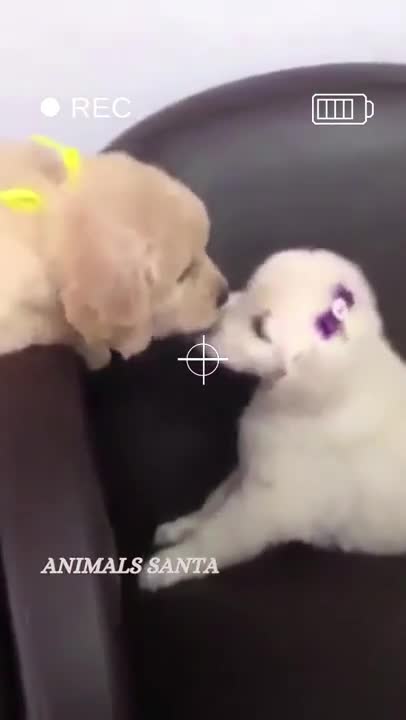 cute golden retriever, cute dog