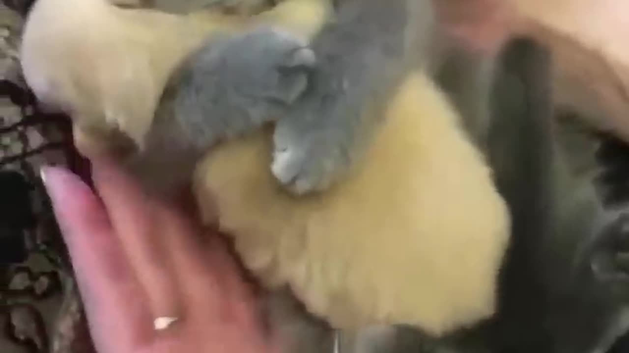 Cute cat hugs a cute puppy🐱🐶🥰
