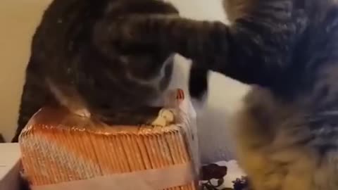 Hilarious & funny cats