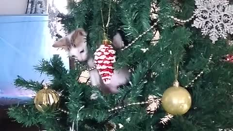 Cat on Christmas tree