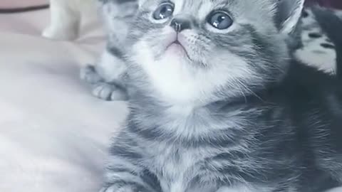 since it is a protected animal