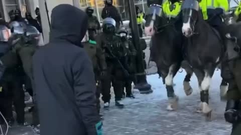 police horses trample protestors in ottawa