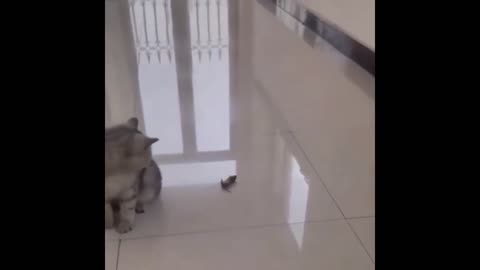 Funny scene with cat and mouse😂😂😂