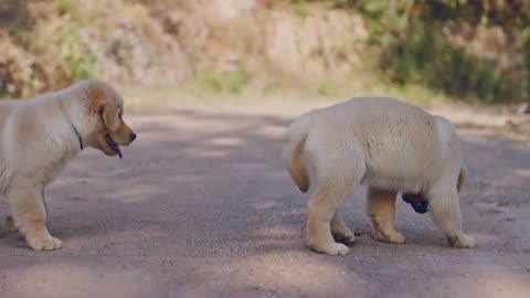 Adorable! Two-month-old Golden Retriever brothers