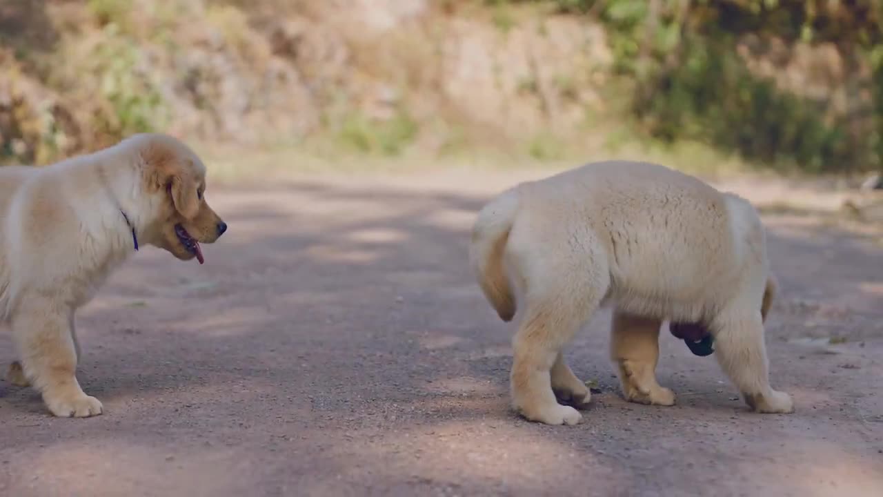 Adorable! Two-month-old Golden Retriever brothers