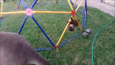 Baby Sloths Being Sloths - FUNNIEST Compilation