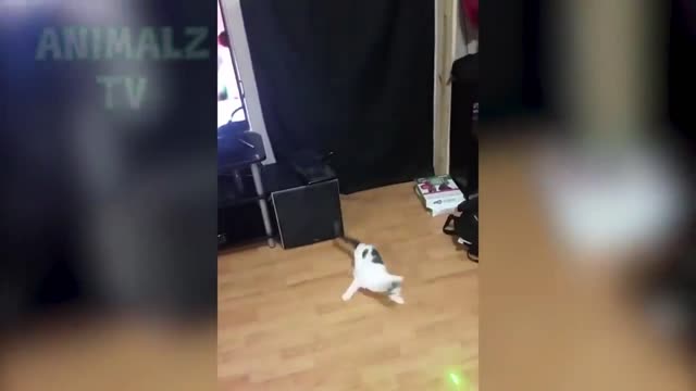 cat vs laise