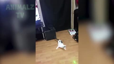 cat vs laise