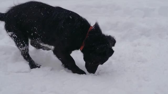 Dog Funny