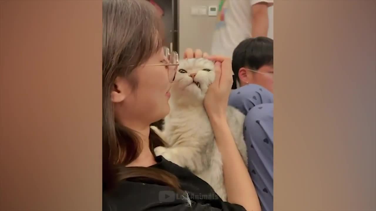 The most funny animals play with dogs and cats 2021 No #6