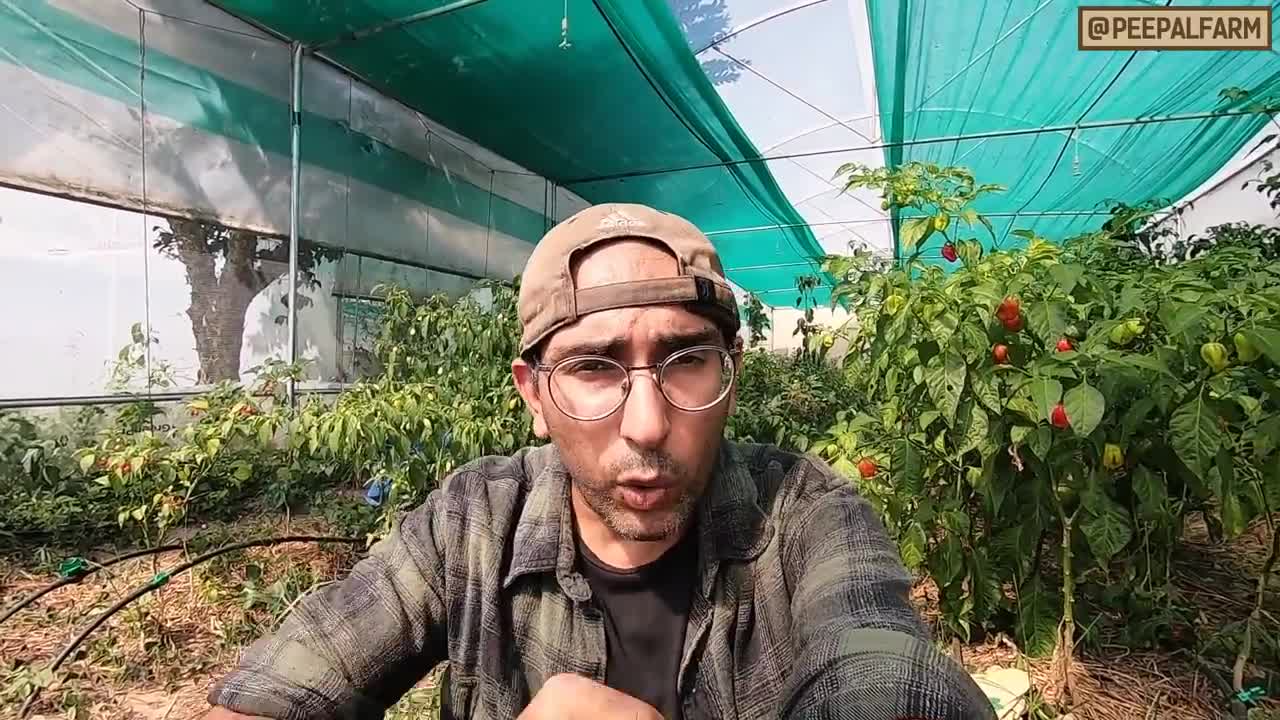 Aisi kheti kar kisan lakhon ka munafa kama sakte hain | Greenhouse Farming | Organic Farming